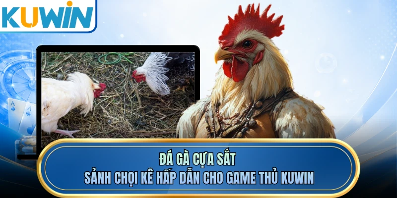 Đá Gà Cựa Sắt - Sảnh Chọi Kê Hấp Dẫn Cho Game Thủ KUWIN