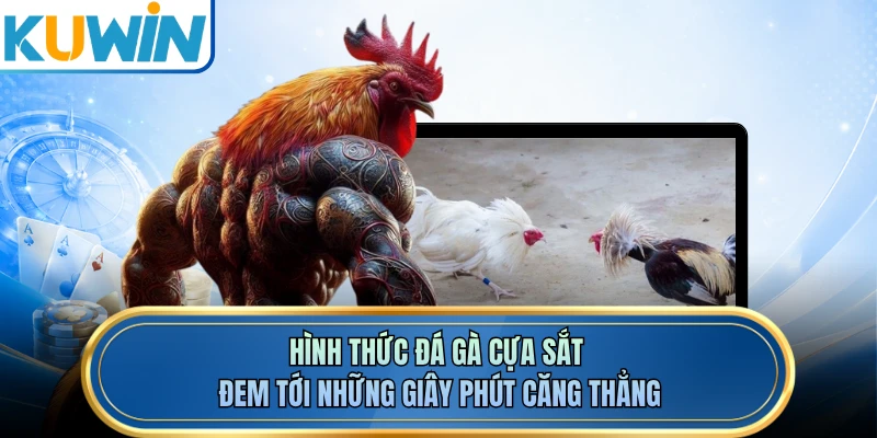 Hình thức đá gà cựa sắt đem tới những giây phút căng thẳng